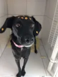 Princesa