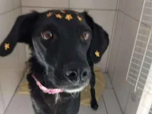 Cachorro raça Srd  idade 1 ano nome Princesa 