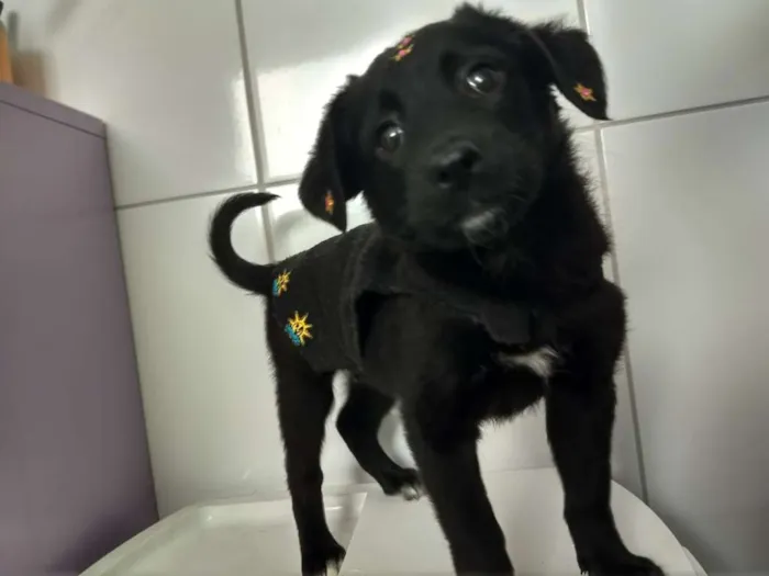 Cachorro ra a Srd  idade 2 a 6 meses nome Maya
