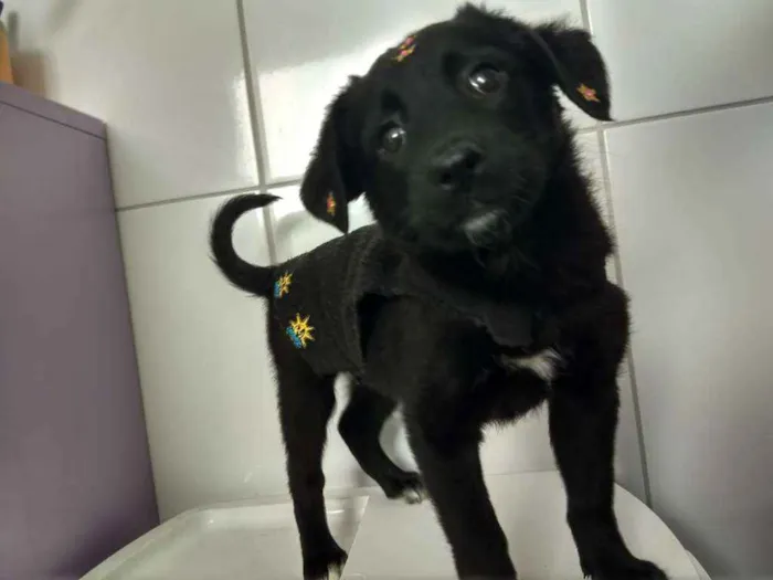 Cachorro ra a Srd  idade 2 a 6 meses nome Maya