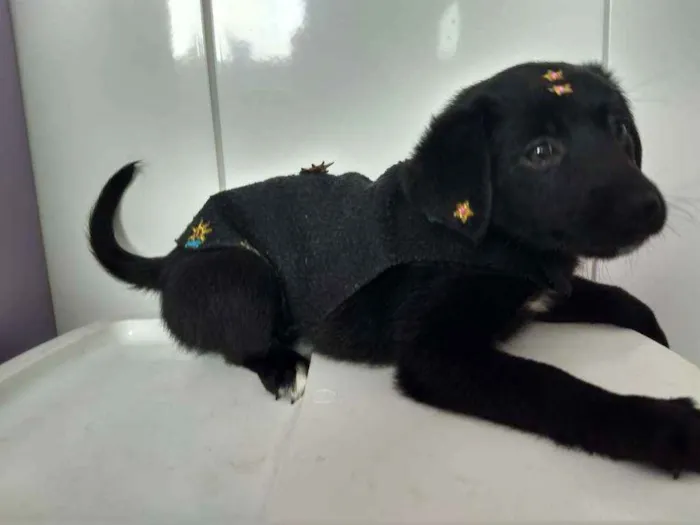 Cachorro ra a Srd  idade 2 a 6 meses nome Maya
