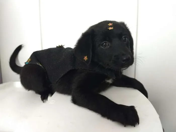 Cachorro ra a Srd  idade 2 a 6 meses nome Maya