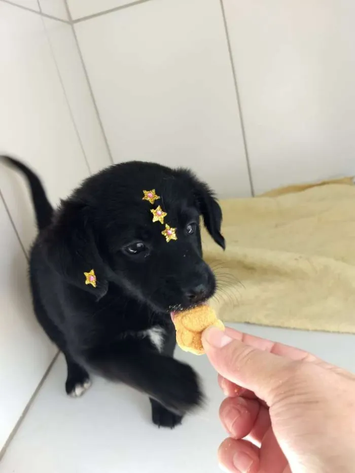 Cachorro ra a Srd  idade 2 a 6 meses nome Maya