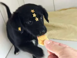 Cachorro raça Srd  idade 2 a 6 meses nome Maya