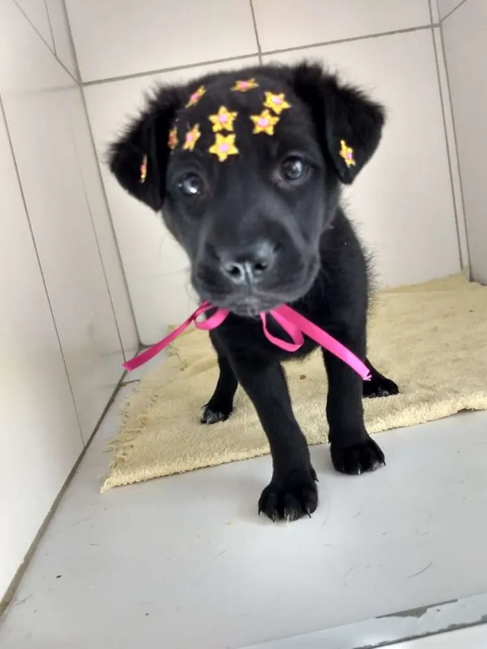 Cachorro ra a Srd idade 2 a 6 meses nome Pantera
