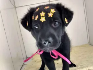 Cachorro raça Srd idade 2 a 6 meses nome Pantera