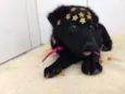 Pantera