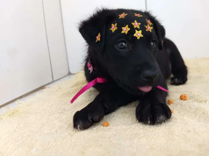Cachorro ra a Srd idade 2 a 6 meses nome Pantera