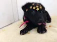 Pantera