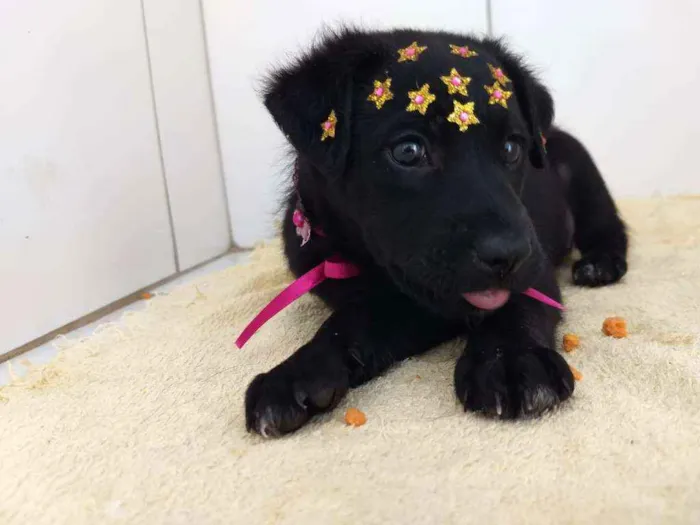 Cachorro ra a Srd idade 2 a 6 meses nome Pantera