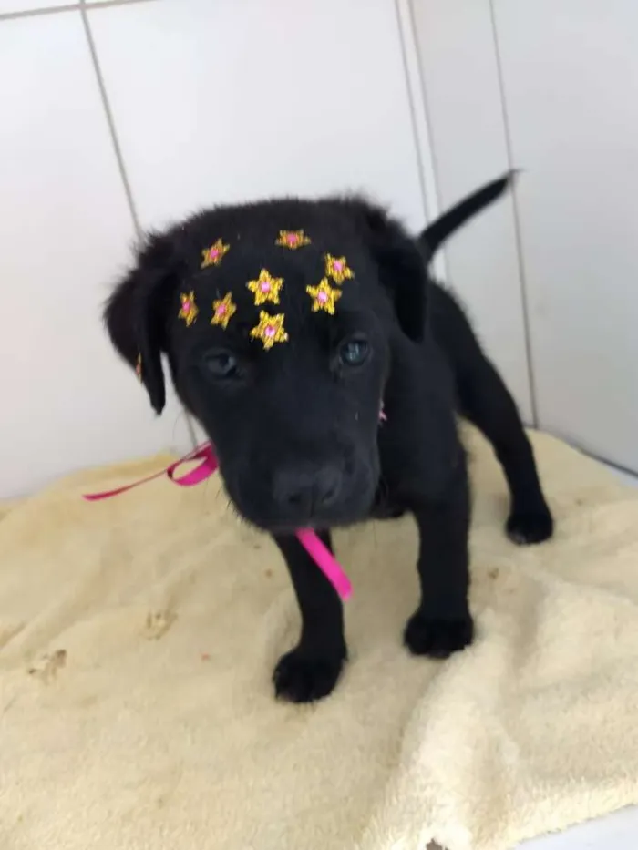 Cachorro ra a Srd idade 2 a 6 meses nome Pantera