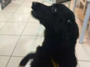 Cachorro raça  idade 7 a 11 meses nome Lola