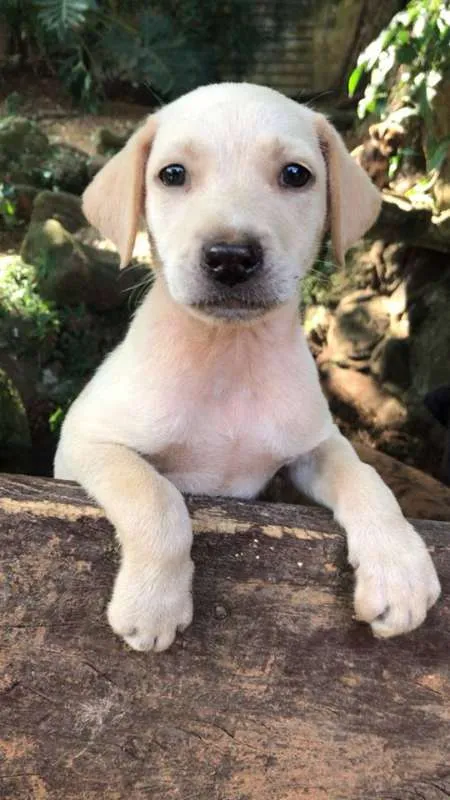 Cachorro ra a SRD idade 2 a 6 meses nome Juca