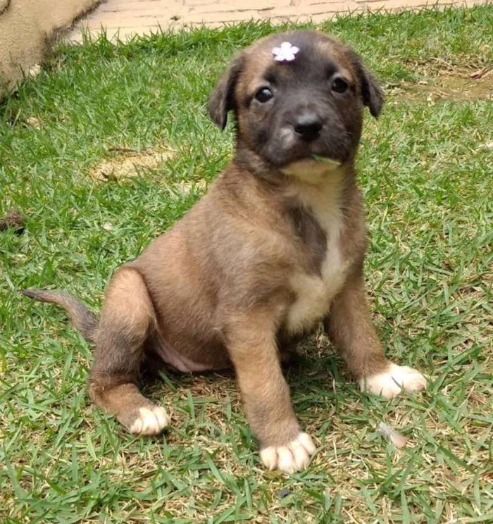 Cachorro ra a SRD idade 2 a 6 meses nome Amora
