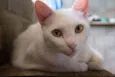 Mingau