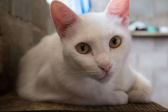 Gato ra a SRD idade 2 anos nome Mingau