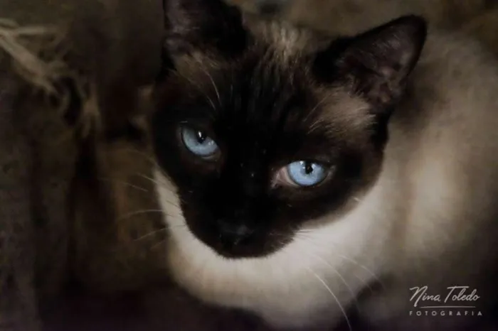 Gato ra a SRD idade 3 anos nome Twix