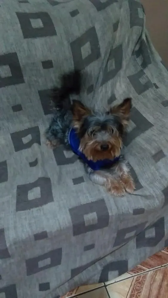 Cachorro ra a Yorkshire idade 2 anos nome Ozzy