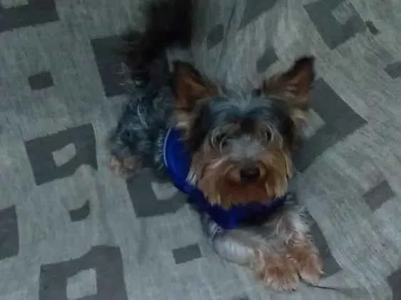 Cachorro ra a Yorkshire idade 2 anos nome Ozzy