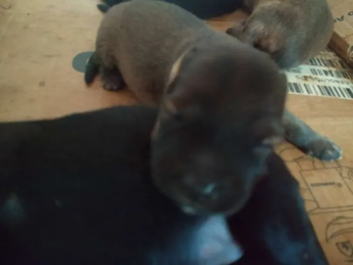 Cachorro ra a Sem raça definida idade Abaixo de 2 meses nome Não definido. 