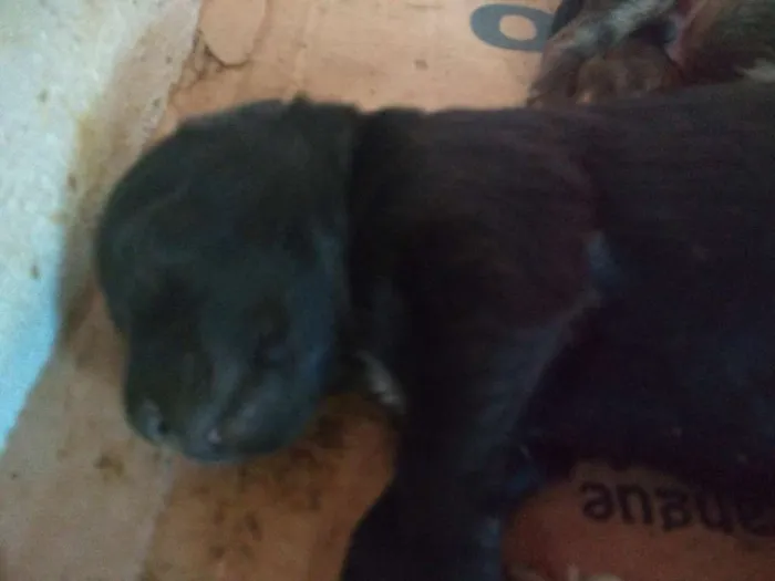 Cachorro ra a Sem raça definida idade Abaixo de 2 meses nome Não definido. 