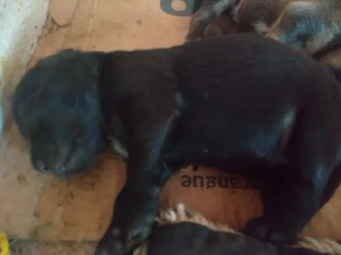 Cachorro ra a Sem raça definida idade Abaixo de 2 meses nome Não definido. 