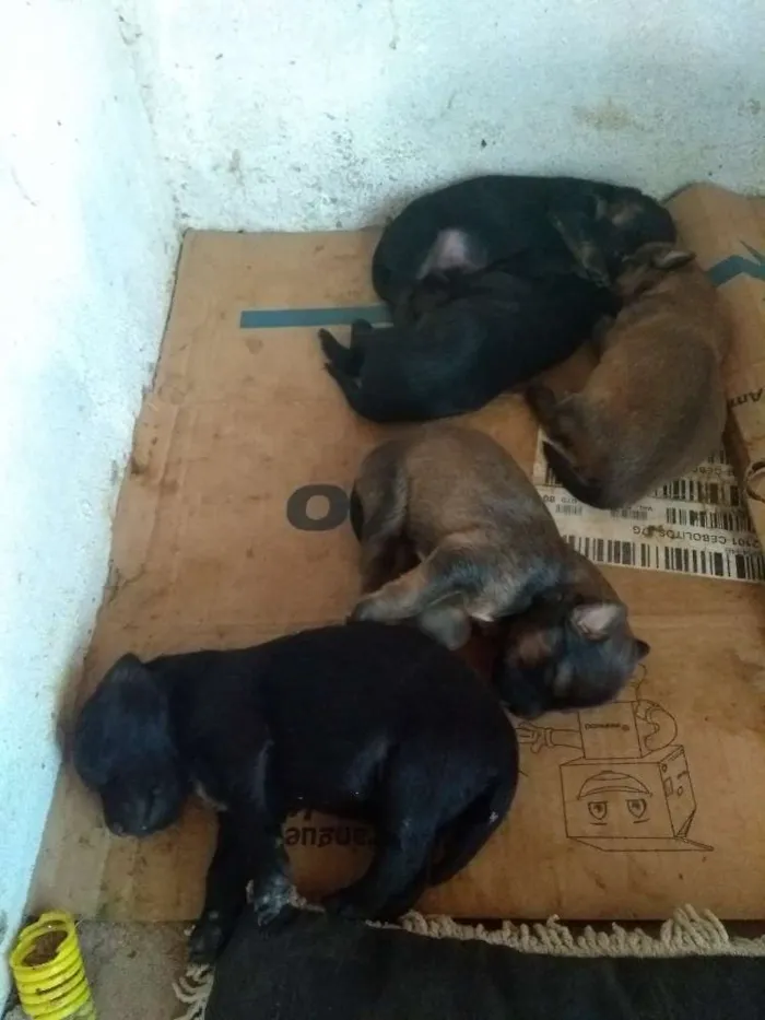 Cachorro ra a Sem raça definida idade Abaixo de 2 meses nome Não definido. 