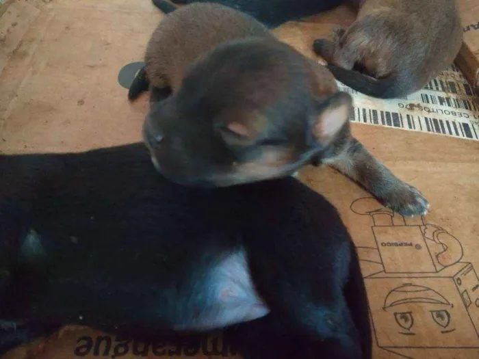Cachorro ra a Sem raça definida idade Abaixo de 2 meses nome Não definido. 