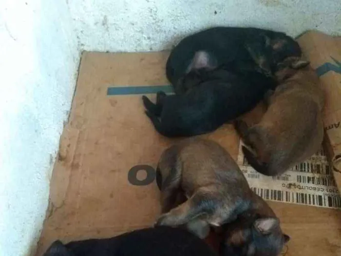 Cachorro ra a Sem raça definida idade Abaixo de 2 meses nome Não definido. 