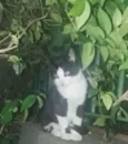 Benjamim