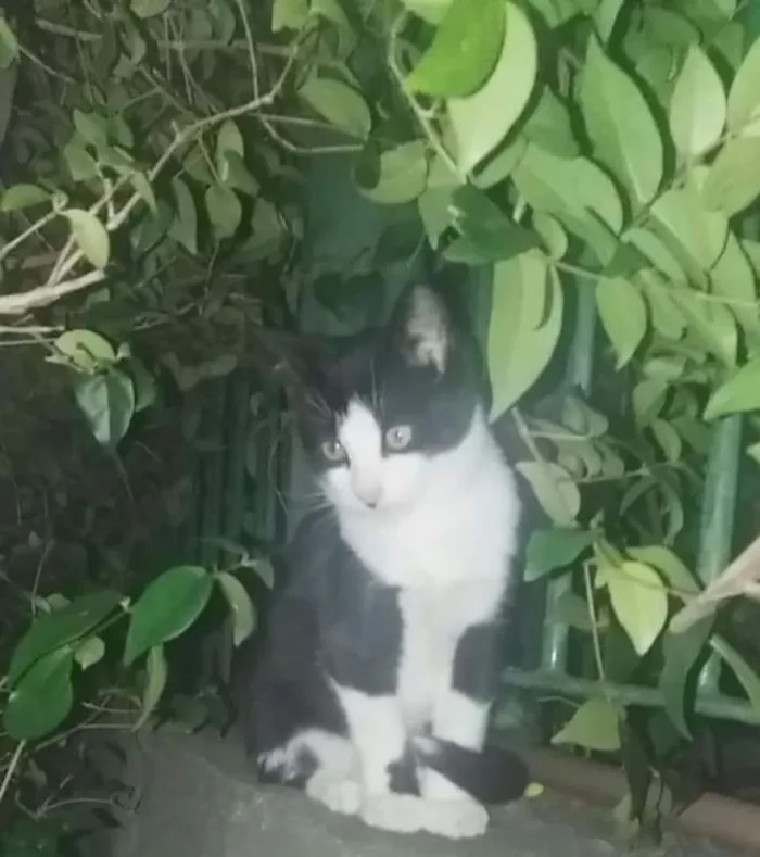 Gato ra a Srd idade 2 a 6 meses nome Benjamim