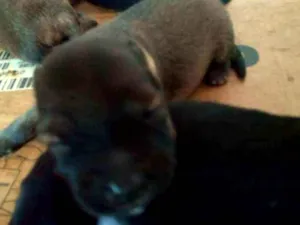 Cachorro raça Sem raça definida idade Abaixo de 2 meses nome Não definido. 