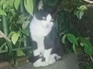 Gato raça Srd idade 2 a 6 meses nome Benjamim