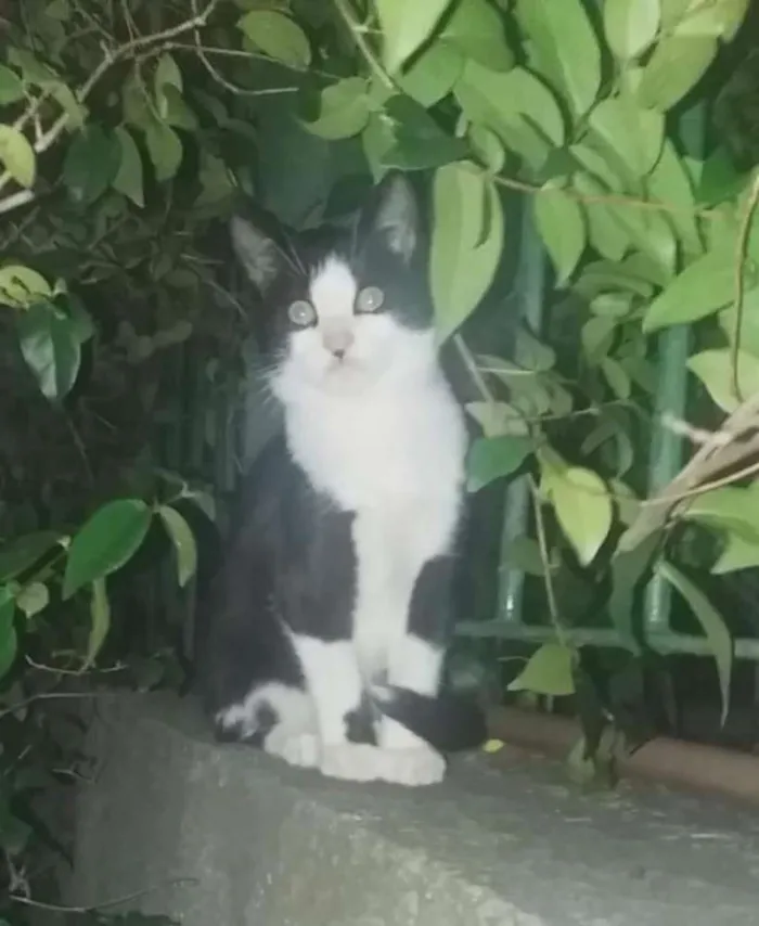 Gato ra a Srd idade 2 a 6 meses nome Benjamim
