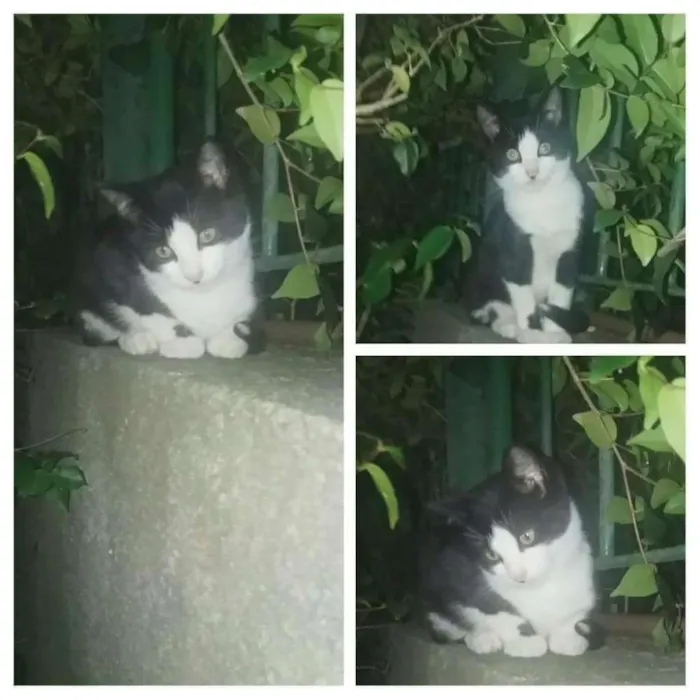 Gato ra a Srd idade 2 a 6 meses nome Benjamim