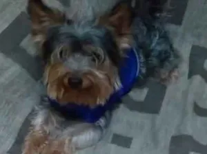 Cachorro raça Yorkshire idade 2 anos nome Ozzy