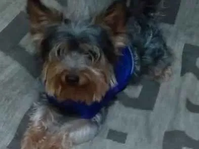 Cachorro ra a Yorkshire idade 2 anos nome Ozzy