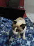 Princesa Castrada