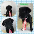 Diamante 