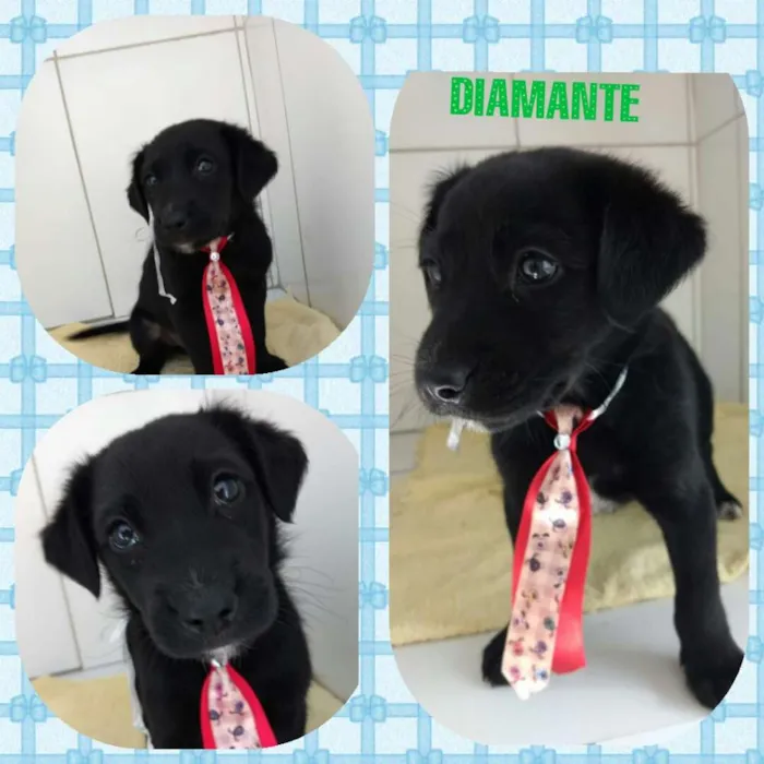 Cachorro ra a Srd  idade 2 a 6 meses nome Diamante 