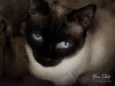 Twix