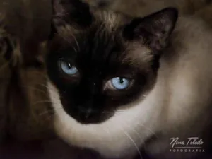 Gato raça SRD idade 3 anos nome Twix