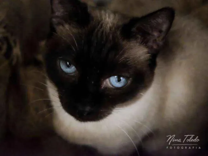 Gato ra a SRD idade 3 anos nome Twix