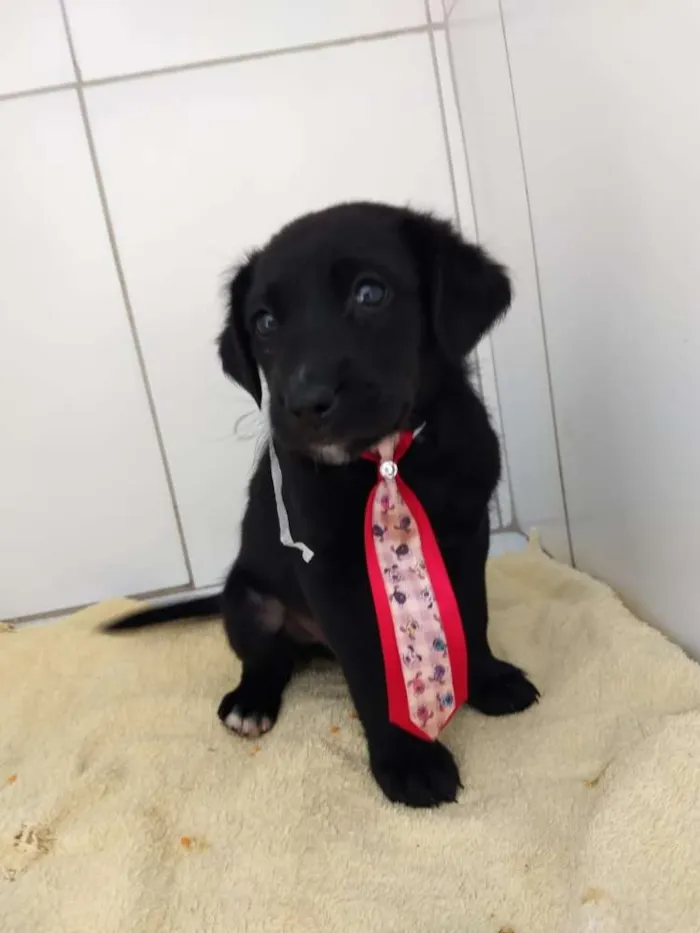 Cachorro ra a Srd  idade 2 a 6 meses nome Diamante 
