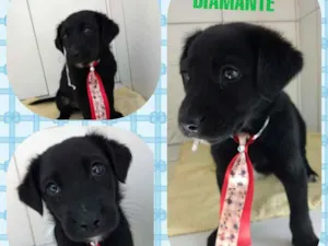 Cachorro raça Srd  idade 2 a 6 meses nome Diamante 