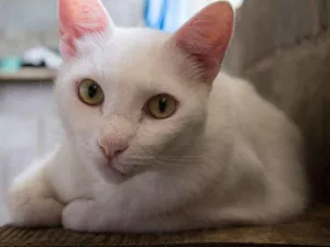 Gato raça SRD idade 2 anos nome Mingau