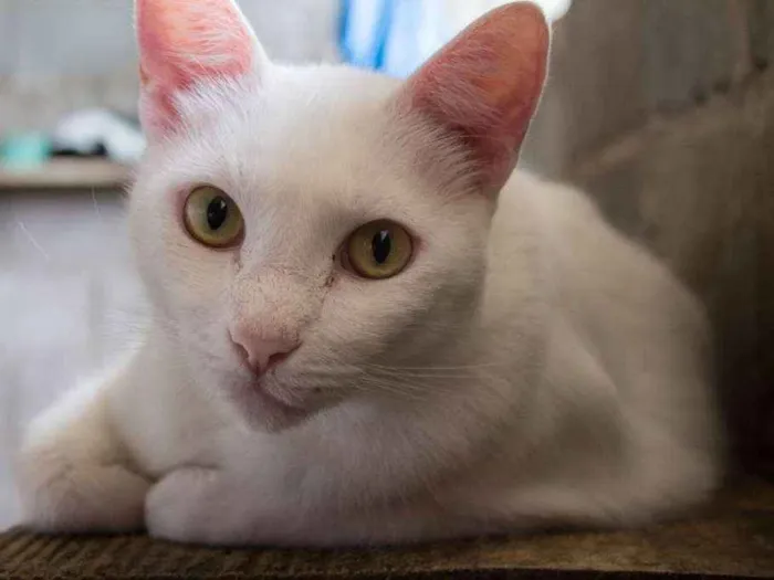 Gato ra a SRD idade 2 anos nome Mingau