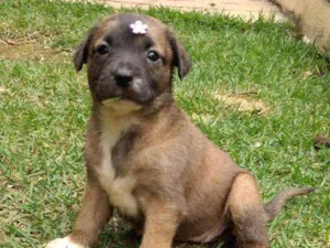 Cachorro raça SRD idade 2 a 6 meses nome Amora