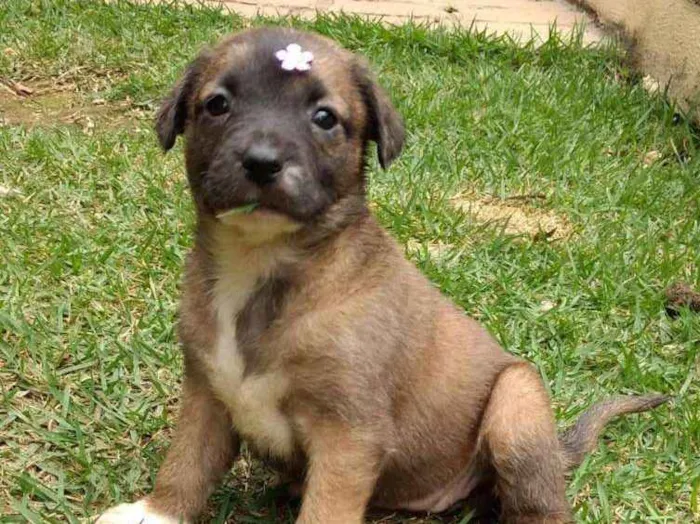 Cachorro ra a SRD idade 2 a 6 meses nome Amora