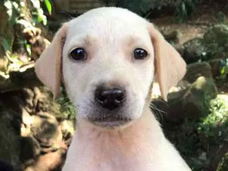 Cachorro ra a SRD idade 2 a 6 meses nome Juca